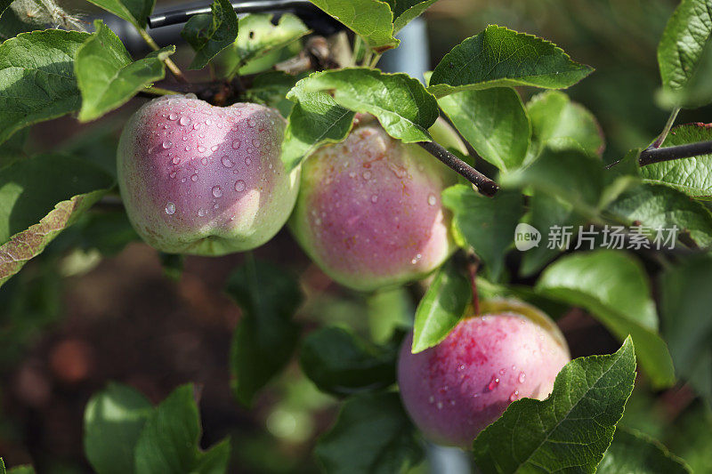 红色苹果隐藏在苹果树叶的特写