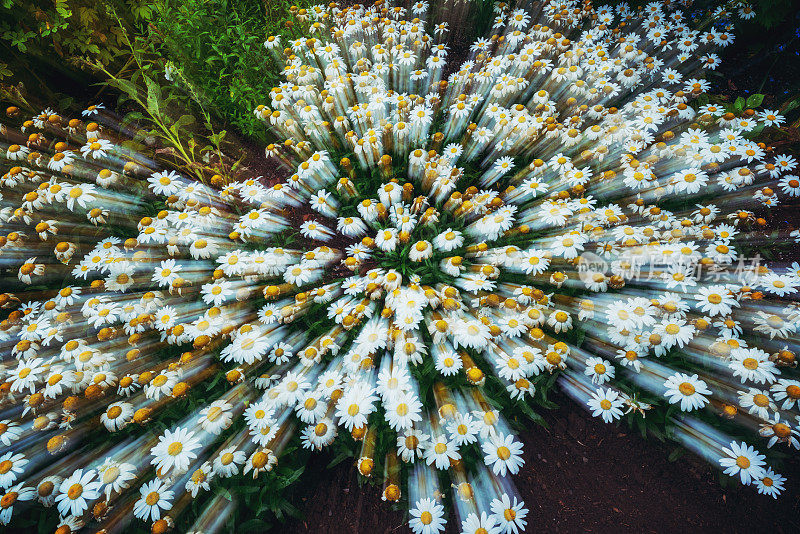 推高了雏菊