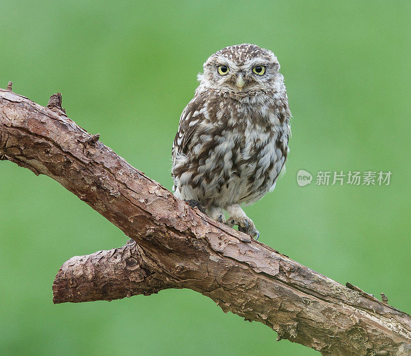 小猫头鹰