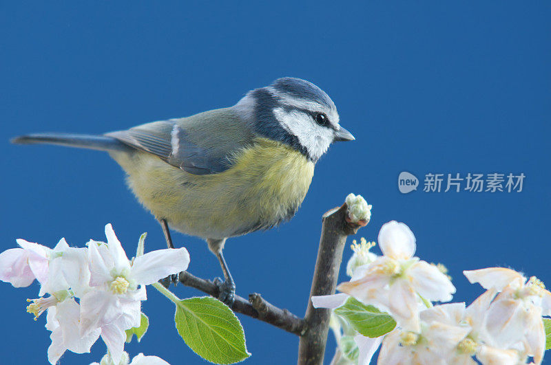 Bluetit在春天