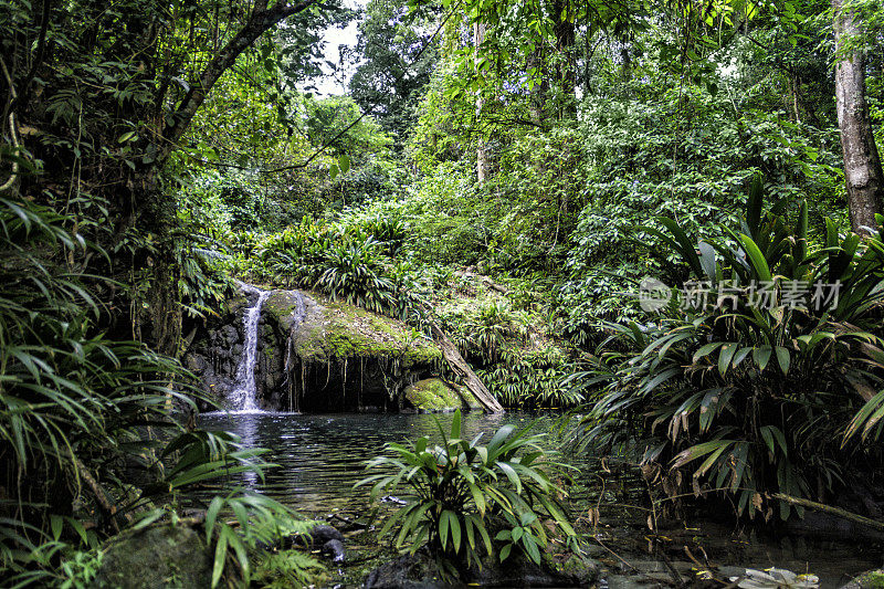 热带雨林河流池塘