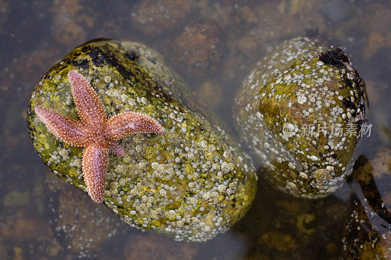 海星鱼在藤壶壳的岩石上