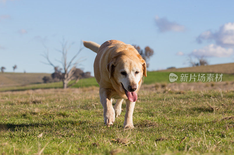 忠实的老拉布拉多犬在澳大利亚的乡村阳光下晒太阳