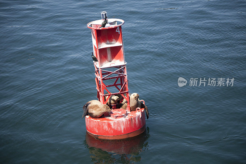 浮标上的海狮