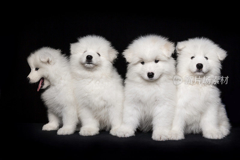 四组白色的萨摩耶小狗在黑色的背景