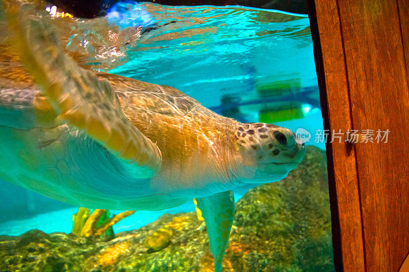 水族馆里的海龟