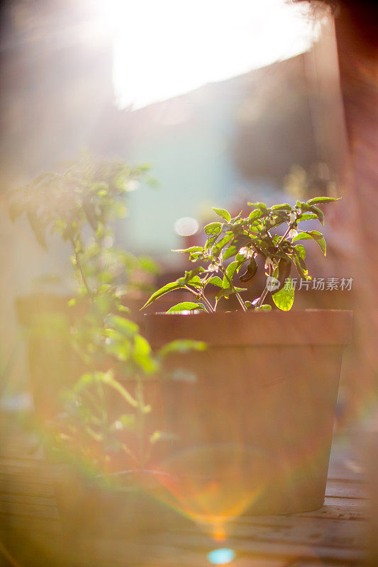 集装箱后院种植