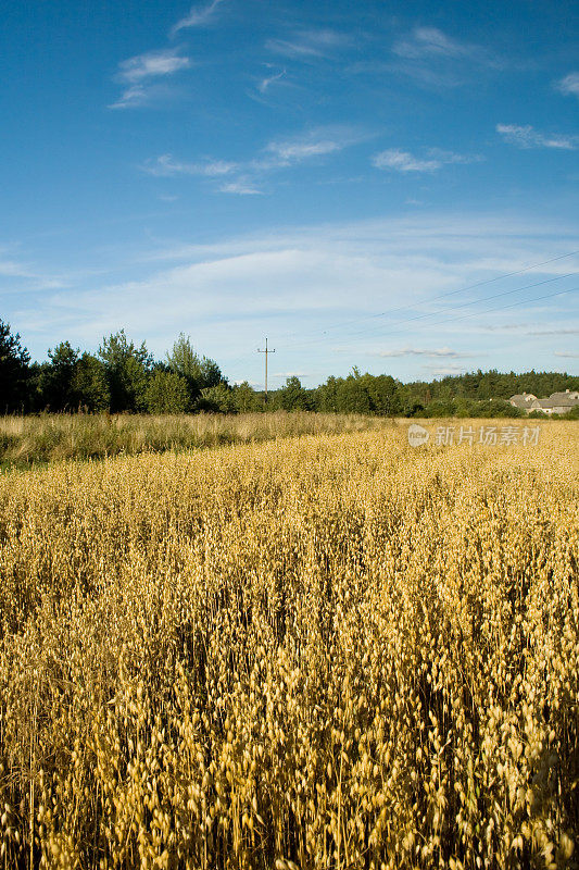 oat领域