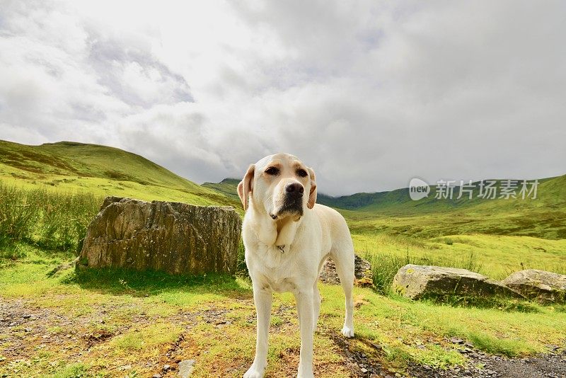 拉布拉多寻回犬