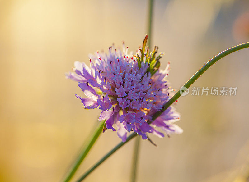 地中海海滩上的斑斑花