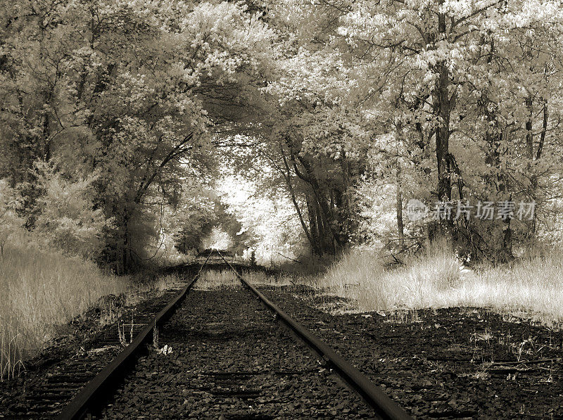 铁路轨道进入远方和森林
