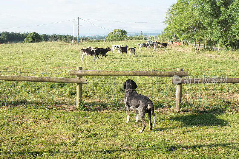 猎犬在法国牧场上看荷尔拜因奶牛
