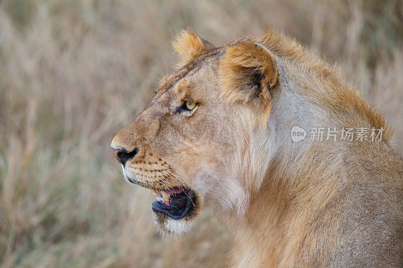 非洲坦桑尼亚塞伦盖蒂国家公园狮子特写