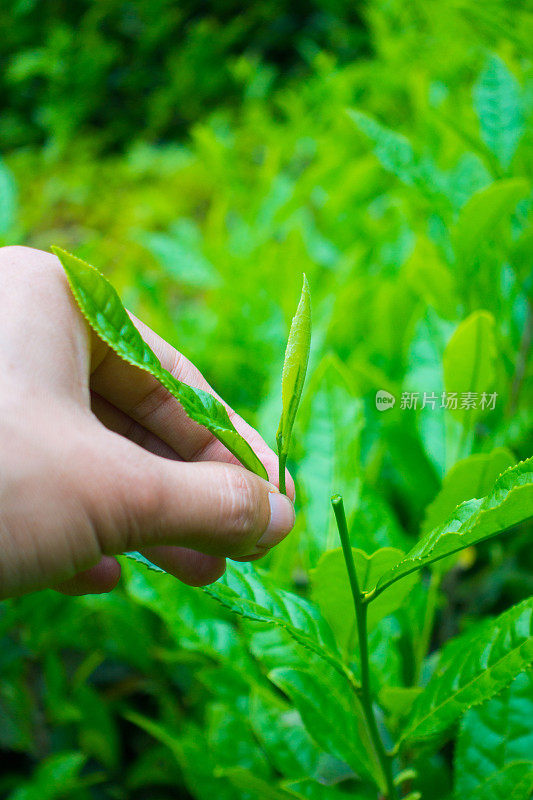 采摘茶叶