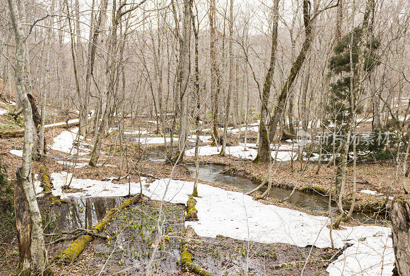 冬溪流过森林