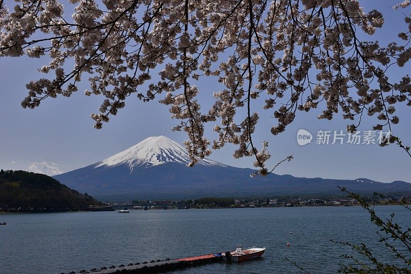 富士山和川口湖的樱花