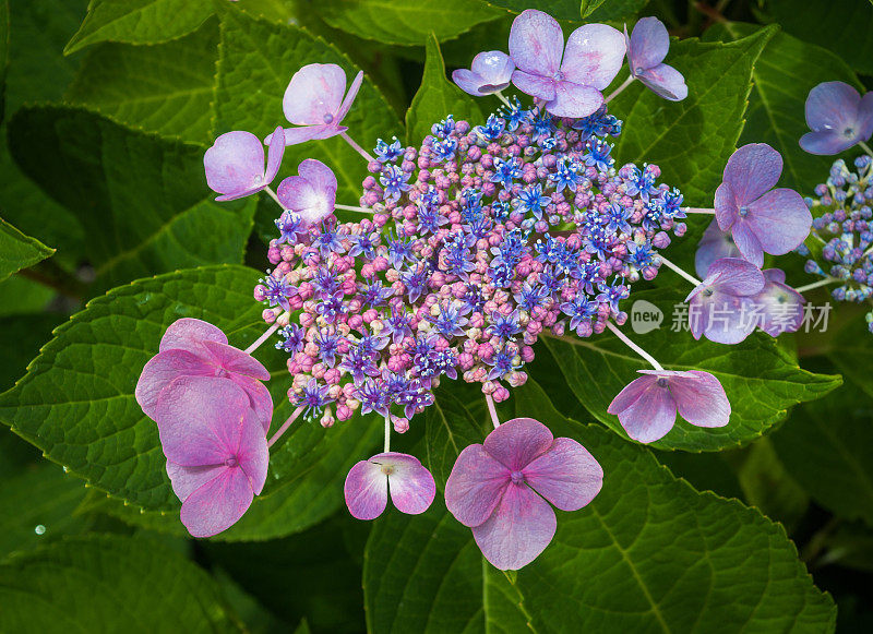 花边帽绣球花