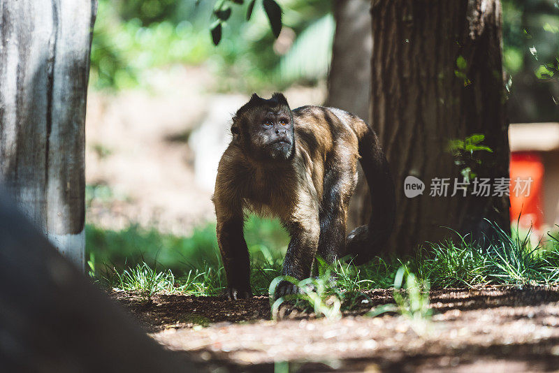 雨林中的棕色卷尾猴