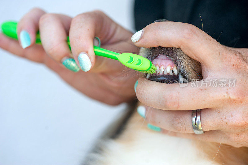 给设得兰牧羊犬刷牙