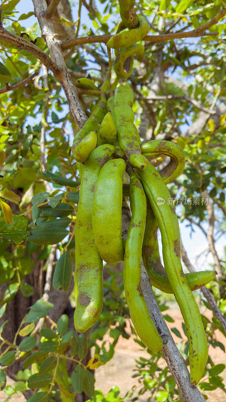 角豆树-绿色的种子，角豆