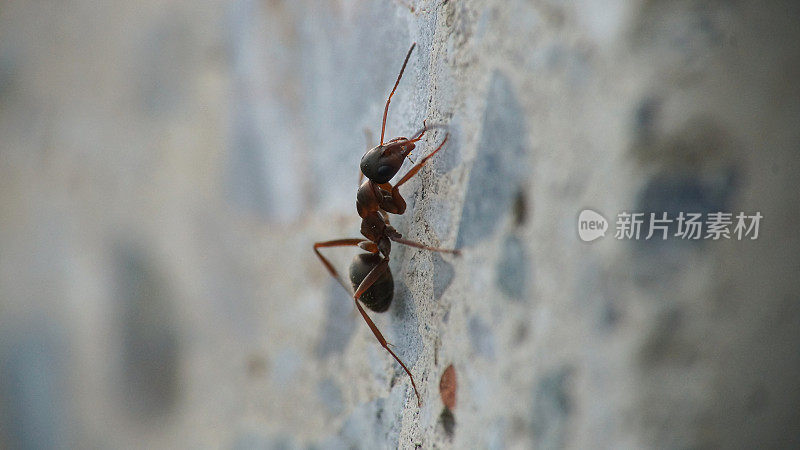 蚂蚁在爬水泥墙