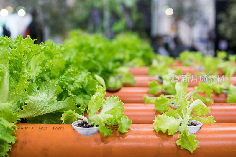 沙拉在创新的水培栽培节水，原型城市花园