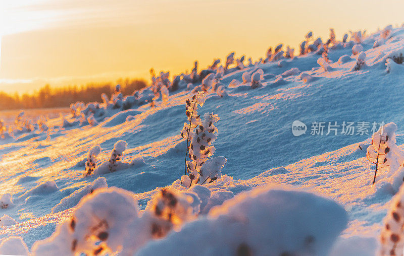 早晨的阳光照亮了积雪覆盖的草叶，生长在山坡上。