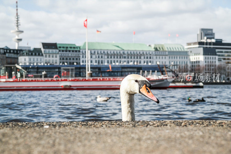 在德国汉堡的阿尔斯特湖，一只天鹅的头出现在码头墙后