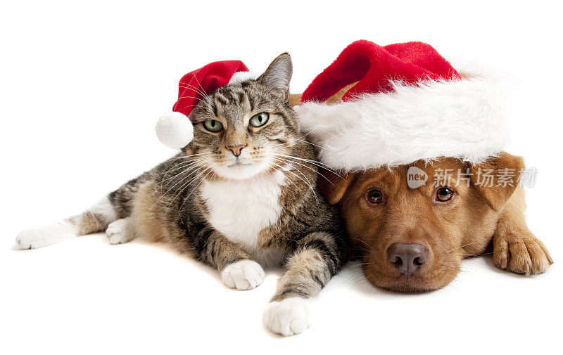 戴着圣诞老人帽子的猫和狗
