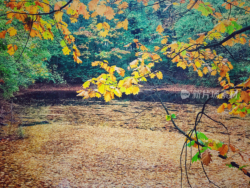 在秋天的森林里，变化的颜色和覆盖着树叶的池塘