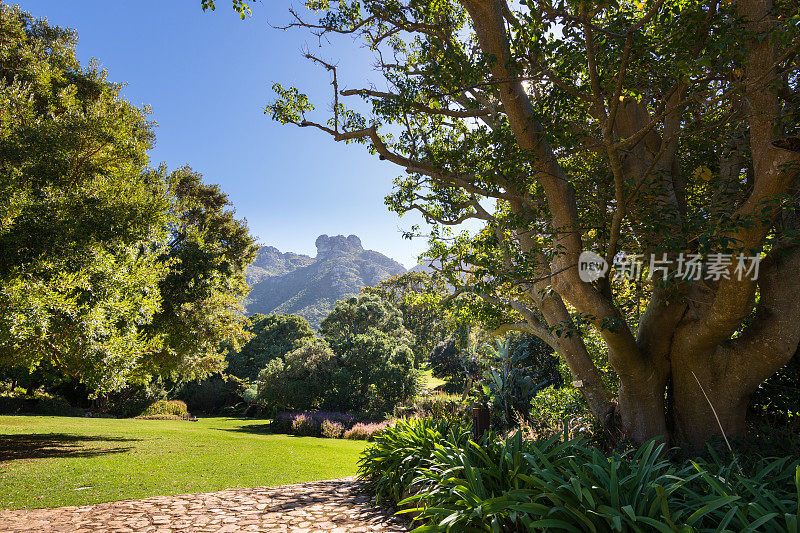 穿过开普敦Kirstenbosch花园的小路