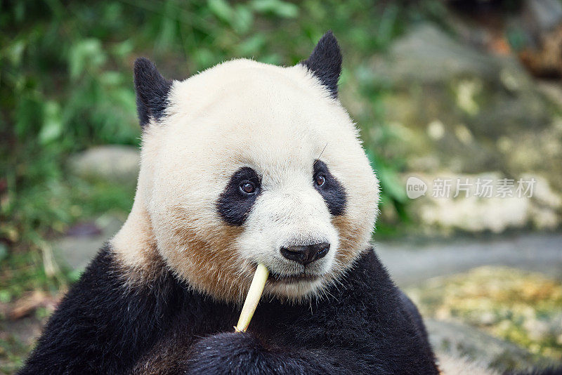 大熊猫吃竹子。