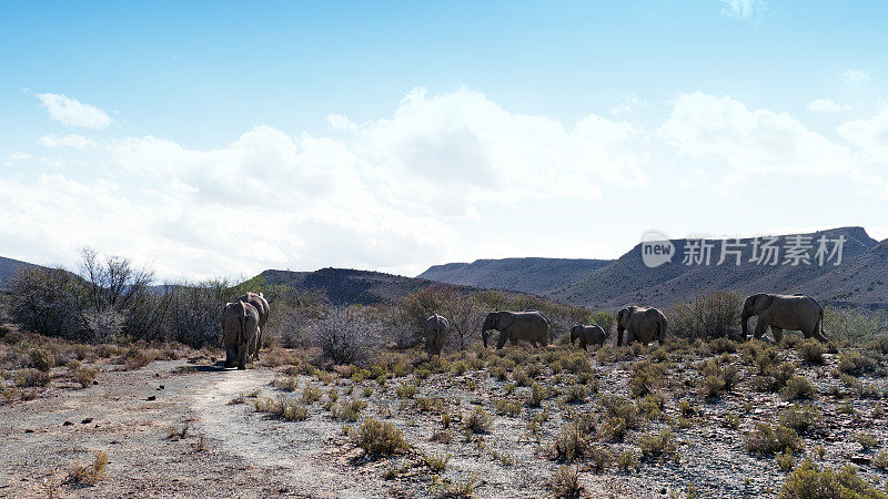 一群非洲象在南非的野生动物保护区散步