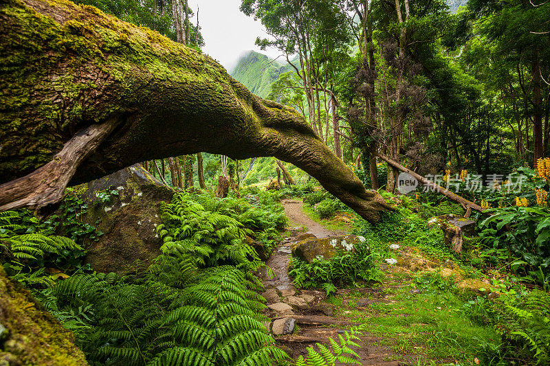 亚速尔群岛热带雨林中的小径
