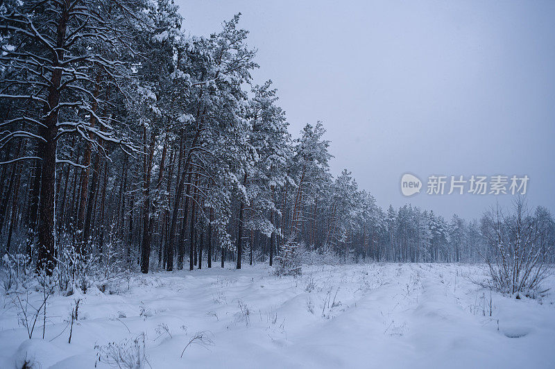 奇妙的冬日森林里白雪覆盖的大树户外拍摄