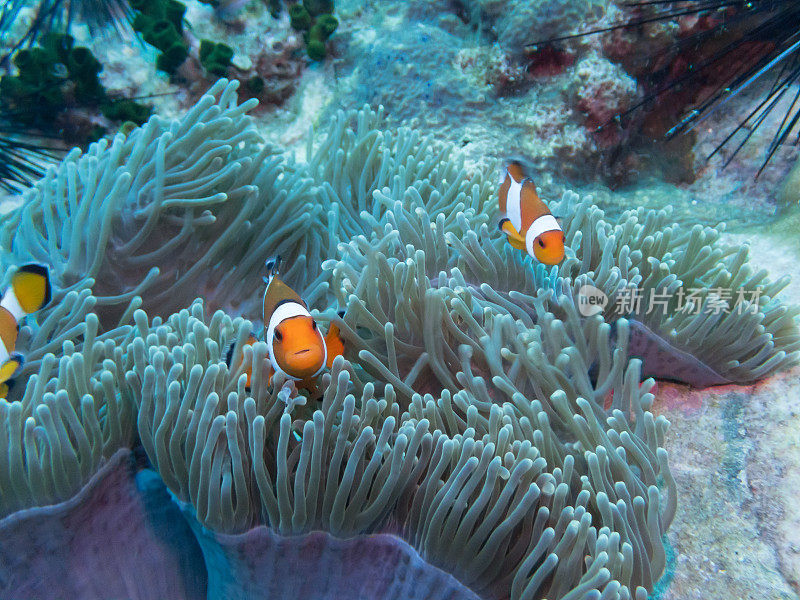 海葵(小丑)鱼隐藏在珊瑚礁，以防止来自人类的危险。水下的性质。