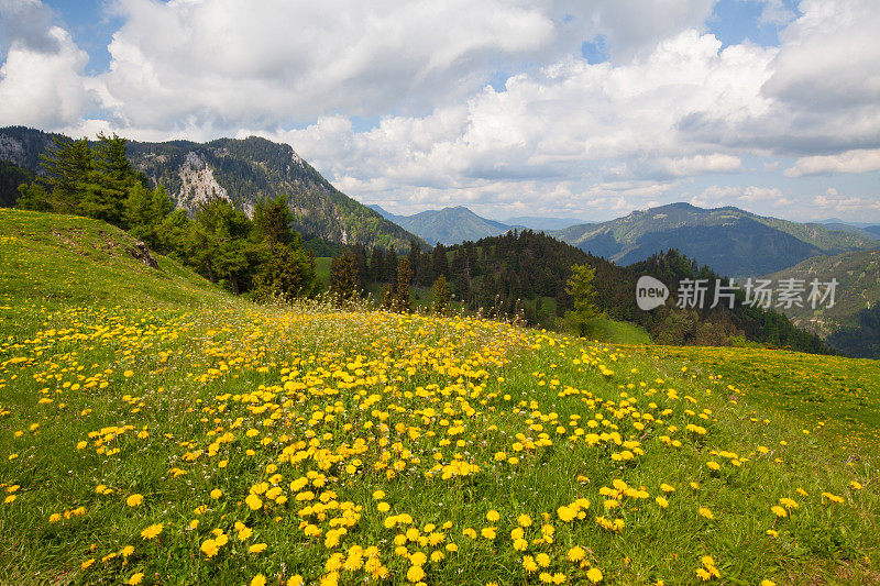 奥地利阿尔卑斯山的夏季草地