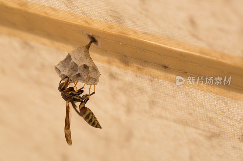 黄茄克黄蜂正在筑巢