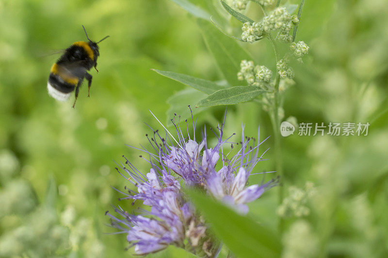 着陆大黄蜂