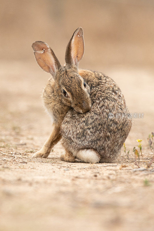 沙漠棉尾兔自满