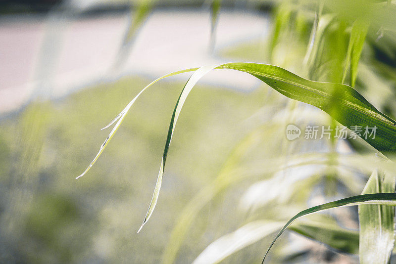 玉米，边缘和生长中的植物