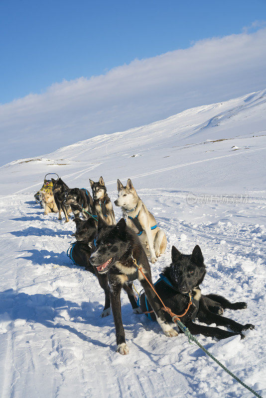 挪威哈当厄国家公园，拉完雪橇的狗狗们在雪地上休息