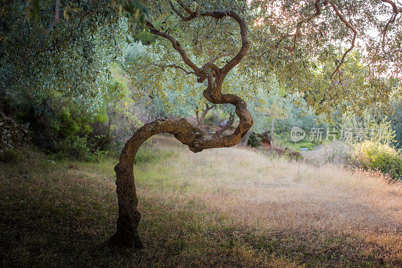 地中海橄榄树
