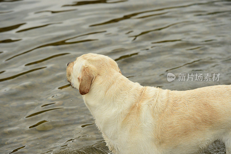 科茨沃尔德的拉布拉多寻回犬