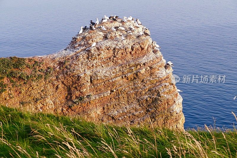 黑戈兰岛的北方塘鹅