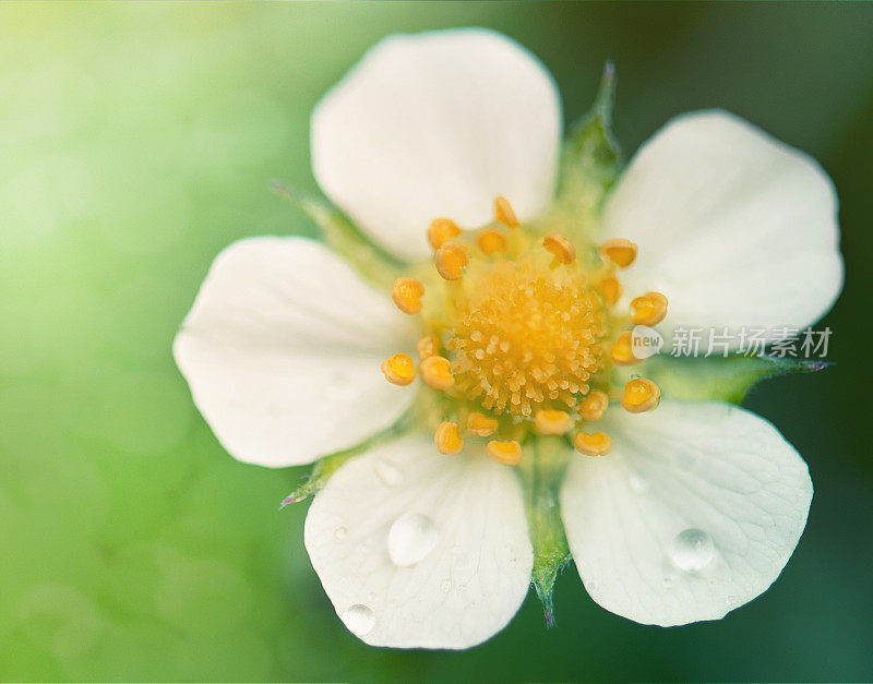 绿草莓花