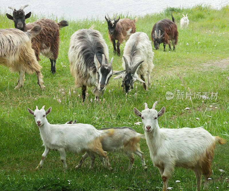 在绿色的草地上放牧山羊。