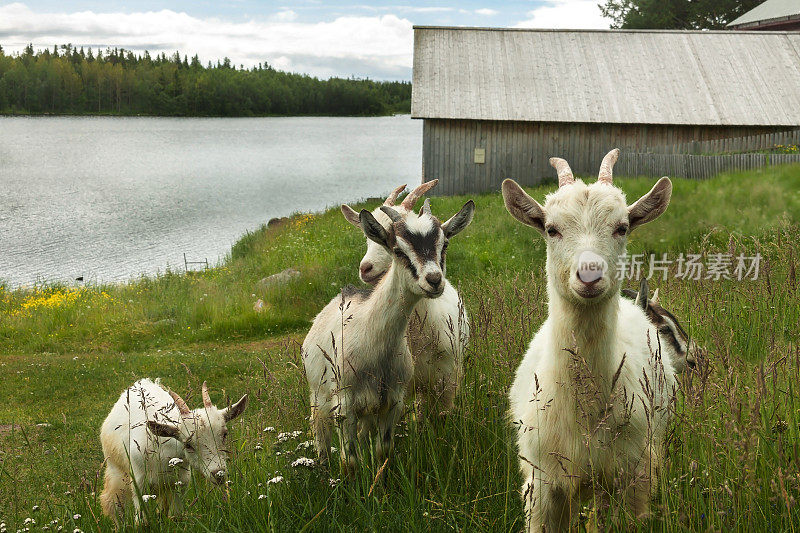 在大自然的绿草中，山羊孩子放牧动物。