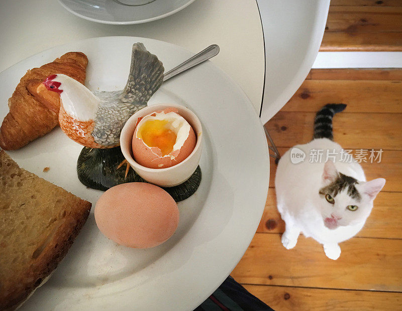 早餐鸡蛋和猫