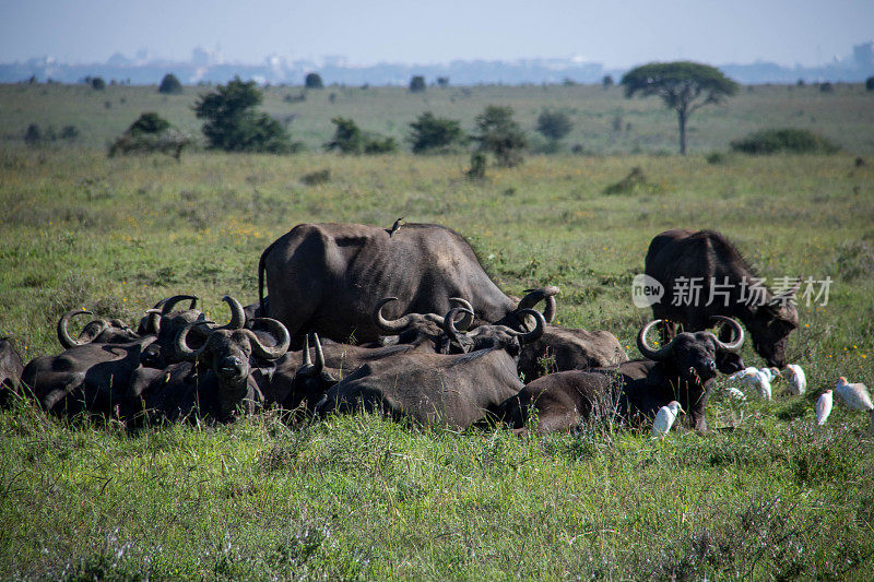 肯尼亚:非洲水牛